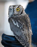 IMG_2601.gif