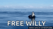 whale-orca.gif