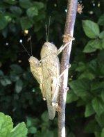 IMG_0990.jpeg