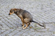 dog-shit-dog-pooping-street-dog-defecating-historic-city-street-dogs-stray-dogs-stray-dog-poop...jpg