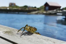 seaweed-crab-seaweed-crabs-bridge-141844984.webp