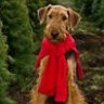 Avatar of airedale